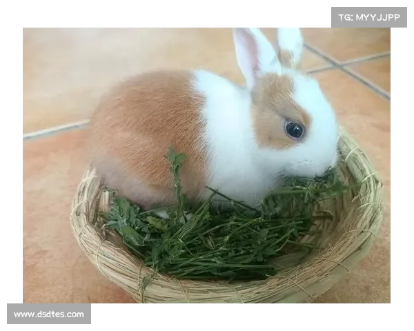 戴资颖携宠物兔子亮相台湾慈善活动展现温馨一面呼吁关注流浪动物